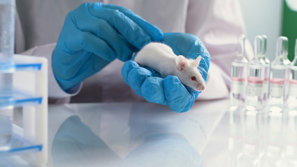 Small experimental mouse is on the laboratory researcher's hand