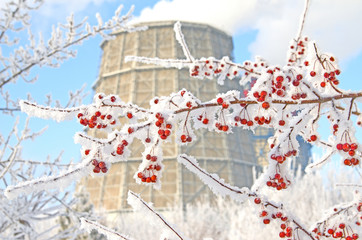 Berry branch covered with snow on the background of the cooling tower