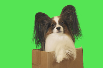 Beautiful dog Papillon in cardboard box on a green background