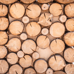 Wood texture background have many log that cut from