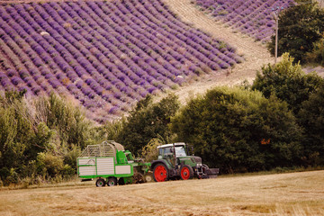 Harvester tractor on lavender purple field France © Parilov