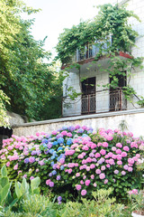 Hydrangea garden by house at sunset. Bushes is pink, blue, lilac, purple. Flowers hedge are blooming in countryside and town streets in spring and summer outdoor.