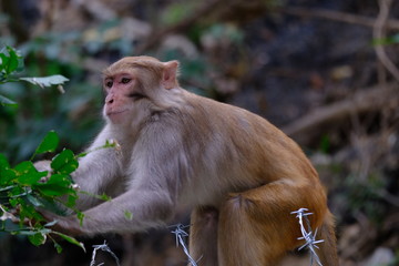 Fototapeta premium Monkey mammal wildlife animal portrait
