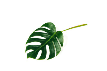 Monstera leaf isolated on white background with clipping path.