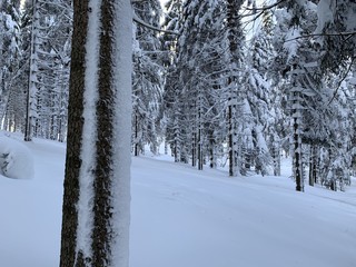 Winter forest with great snow. Pine trees with fresh snow