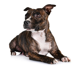 staffordshire bull terrier