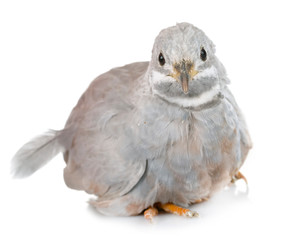 King quail in studio