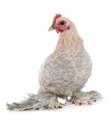 Dutch Booted Bantam