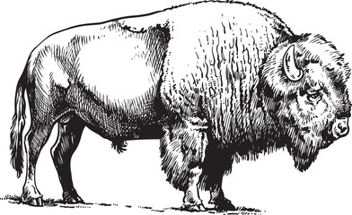 Buffalo - American Bison - obrazy, fototapety, plakaty