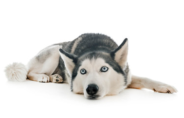 siberian husky in studio
