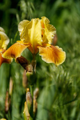 Fototapeta premium Beautiful iris flower on flowerbed in garden