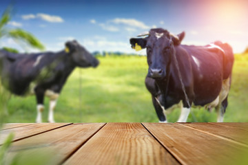 Table background and cows 