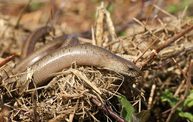 A Slow-worm (Anguis fragilis) hunting for food in the undergrowth.