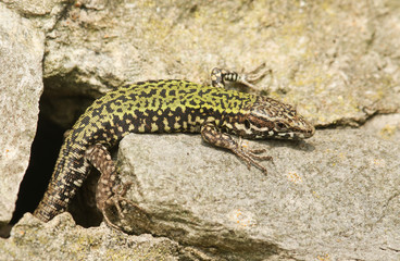 A beautiful male Wall Lizard (Podarcis muralis) warming up on a stone wall.