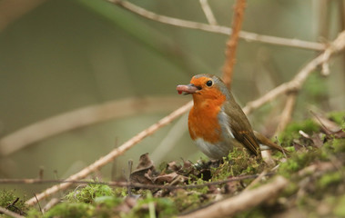 A pretty Robin, Erithacus rubecula, eating an earthworm that it has caught in the undergrowth at the edge of a wooded area.