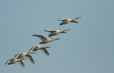 A group of beautiful Whooper Swan, Cygnus cygnus, flying in the blue sky on a cold misty winters morning.