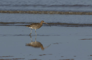 A beautiful Curlew (Numenius arquata)  feeding on the shoreline of the Norfolk coast.