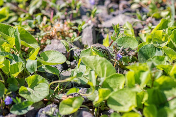 Lizard (lacerta agilis) in the garden green grass, natural camouflage, wild nature animal background