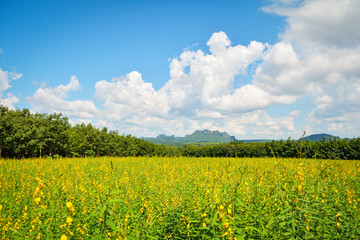yellow field in blue sky with tree and mountain background