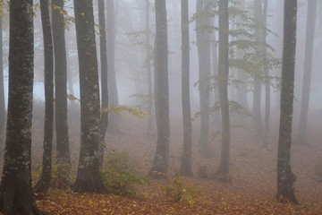 Sonbaharda sisli orman