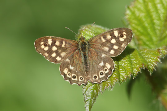 A beautiful Speckled Wood Butterfly (Pararge aegeria) opening up its wings perched on a leaf.