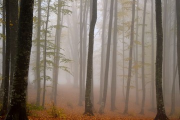 Fototapeta na wymiar Sonbaharda sisli orman