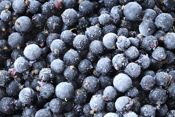 Frozen black currants background