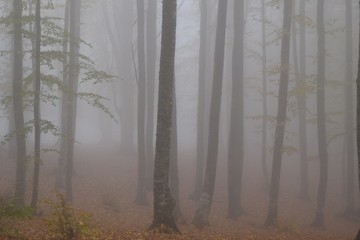 Sonbaharda sisli orman