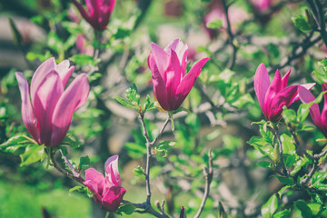 Blossoming pink magnolia flowers in the garden, natural floral spring background, vintage style image