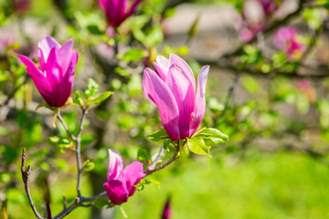 Obraz na płótnie Canvas Blossoming pink magnolia flowers in the garden, natural floral spring background