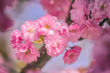 Obraz premium Close-up image of beautiful pink flowers, abstract bright floral background. A bunch of blossoming sakura branch in spring time, suitable for wallpaper