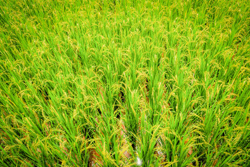 Top view rice field background - green paddy rice on tree in agriculture asia