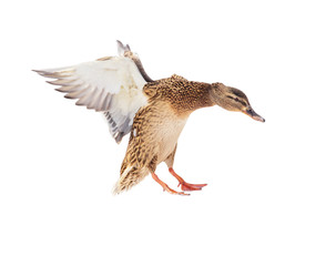 Duck in flight isolated on white background