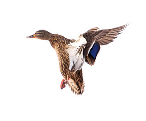 Duck in flight isolated on white background