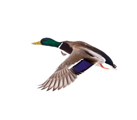 Duck in flight isolated on white background