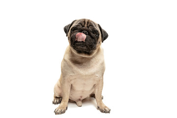 Cute pet dog pug breed sitting and smile with happiness feeling so funny and making serious face....