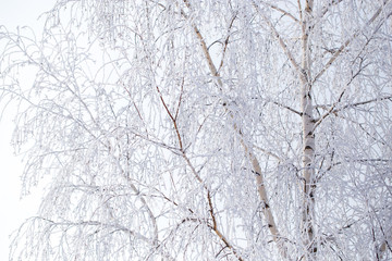 Frozen branches on a tree in the forest in winter