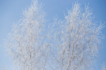 Frozen branches on a tree against a blue sky