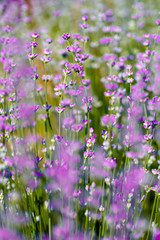 Blooming lavender closeup