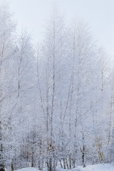 Obraz na płótnie Canvas Frozen branches on a tree against a blue sky