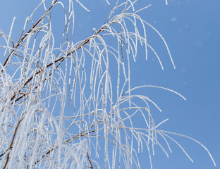Frozen branches on a tree against a blue sky