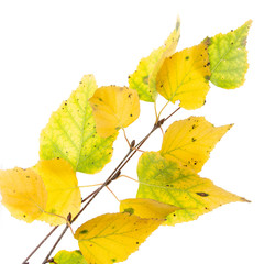 birch branch with leaves on a white background