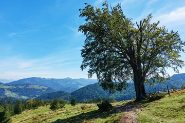 Mountains with forests. Carpathian Mountains