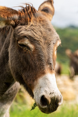 Fototapeta premium Portrait of a donkey eating grass