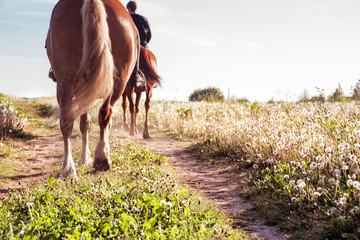 horse ride in sunny weather. Horizontal photo