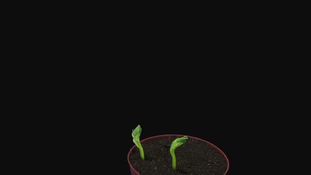 Time-lapse of growing bean Karmazyn (Vicia faba) seeds 5c3 in RGB + ALPHA matte format isolated on black background