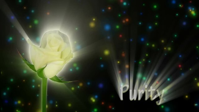 Montage of opening white Akito rose meaning Purity 1a2 in RGB + ALPHA matte format isolated on black background