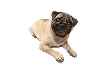 Cute pet dog pug breed sitting and smile with happiness feeling so funny and making serious face....