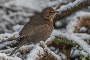 A very close portrait of a female blackbird sitting on a snow covered wood pile. It is perched and looking closely to the right for  predators