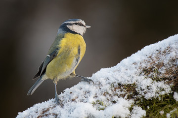 A close up portrait of a blue tit perched on a snow covered branch standing up and looking to the right with copy space